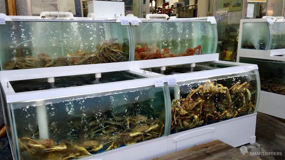 Des aquariums en façade des restaurants du bord de mer.