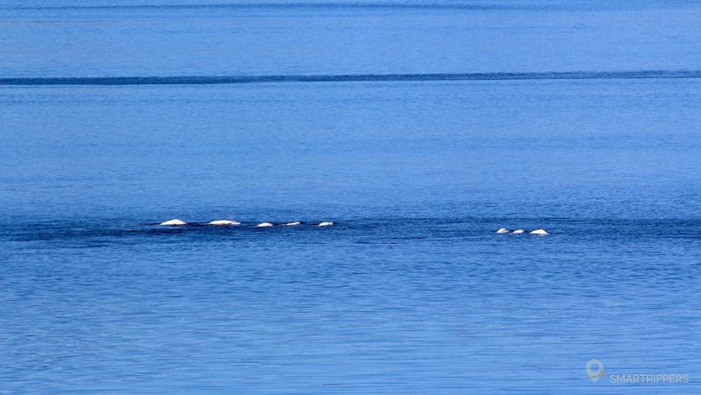 Zoom on beluga whales