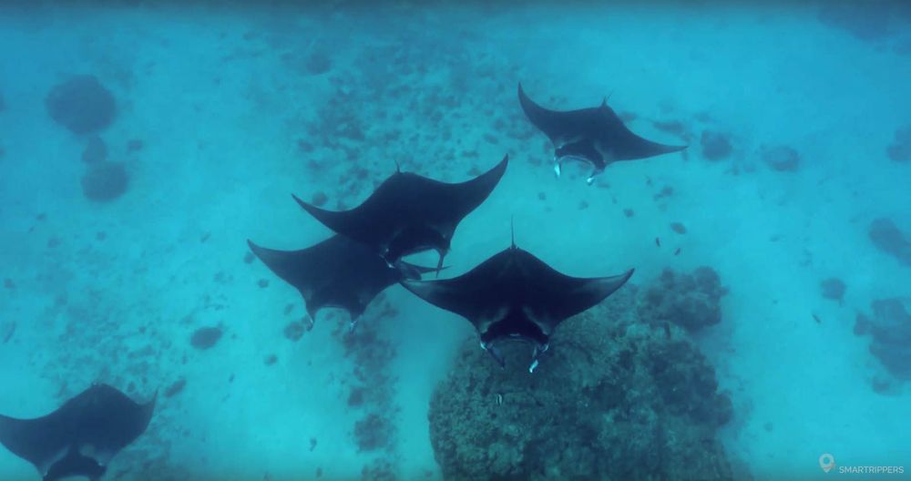 Manta rays seen in snorkeling from the surface of the lagoon.